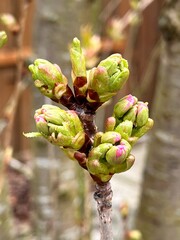close up of buds on tree