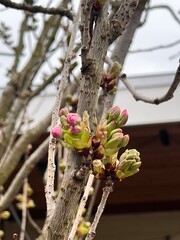 Green buds becoming pink flowers in spring