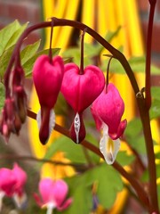 pink heartshaped flower