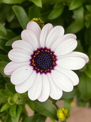 white daisy flower close-up