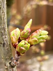 close up of green buds