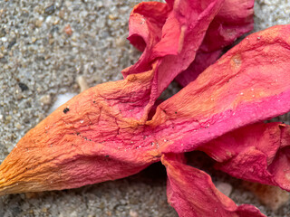 close macro shot of a flower