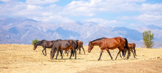 A herd of horses graze in the meadow in summer, eat grass, walk and frolic. Pregnant horses and foals, livestock breeding concept.