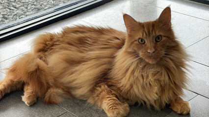 Red Maine Coon Laying on Ground