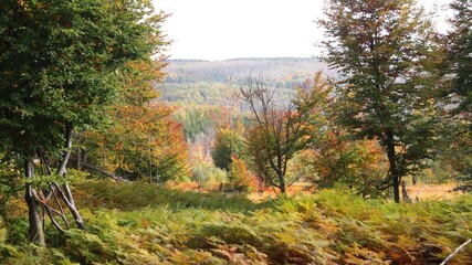 in the forest