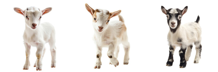 Set of a baby goat isolated on transparent background