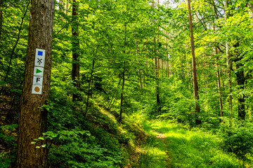Eine wunderschöne frühlingshafte Wanderung rund um den Pleß Berg & der Burgruine Frankenberg bei Breitungen - Thüringen - Deutschland