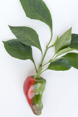 Ripening 'Corno di Toro' Pepper with Sunscald at Tip