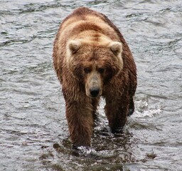 Obraz premium brown bear in water