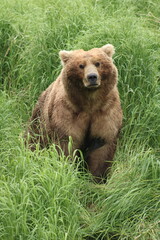 brown bear in the grass