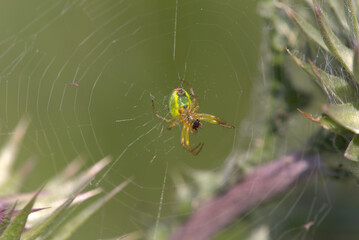 Green cucumber spider (Araniella cucurbitina) on web, taken near Salisbury, England.