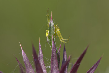 Crab Spider (Misumena vatia) waiting for prey, taken near Salisbury, England.