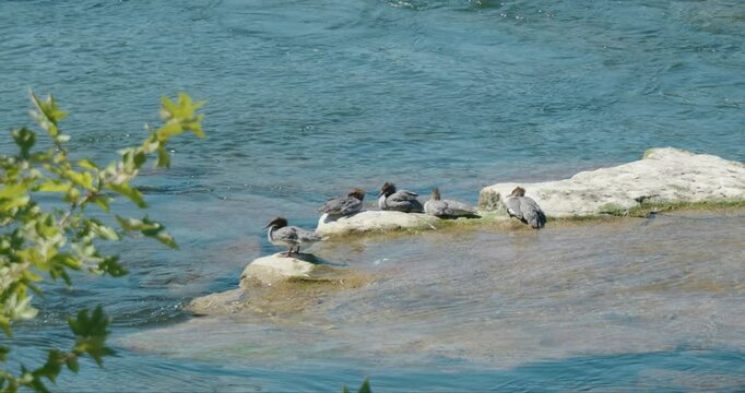 common merganser birds on a rock in a river 