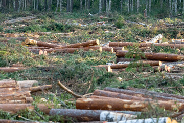Cut down pine trees. Landscape of cut down trees in the forest.