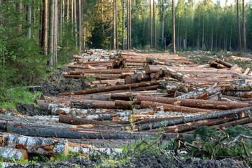 Cut down pine trees. Landscape of cut down trees in the forest.