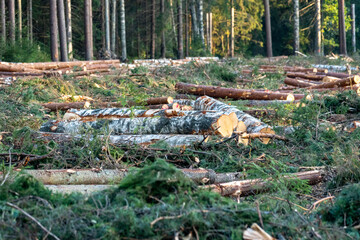 Cut down pine trees. Landscape of cut down trees in the forest.