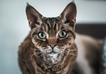 Rex cat