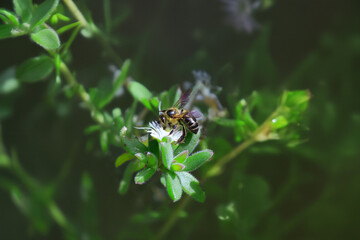 Abeja y flor