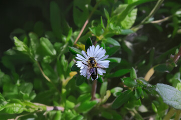 abeja y flor