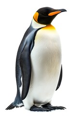 Fototapeta premium Emperor Penguin on White Background, Photo Realistic, Wallpaper, Cover and Screen for Smartphone, PC, Laptop, 9:16 and 16:9 Format
