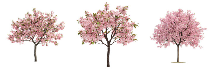 Set of a cherry blossom tree isolated on transparent background (2)