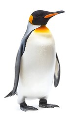 Emperor Penguin on White Background, Photo Realistic, Wallpaper, Cover and Screen for Smartphone, PC, Laptop, 9:16 and 16:9 Format