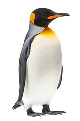 Fototapeta premium Emperor Penguin on White Background, Photo Realistic, Wallpaper, Cover and Screen for Smartphone, PC, Laptop, 9:16 and 16:9 Format