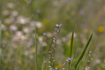 Forget-me-not flowers (Myosotis arvensis) in a wildflower meadow, taken near Salisbury, England.