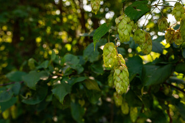 Fresh green hops branch. Hop cones with leaf. Organic Hop Flowers at sunset, close-up. Ripe hop...