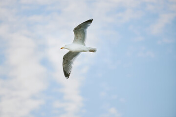 Obraz premium Seagull flying gracefully against backdrop of a partly cloudy sky giving sense of freedom and tranquility
