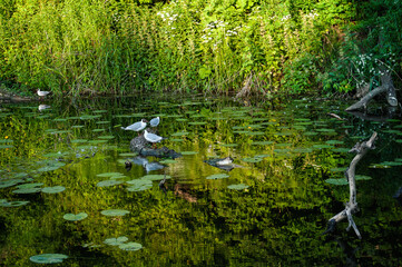The seagull birds perches on a branch over a serene pond surrounded by lush vegetation