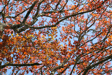 Acer leaves in the Spring