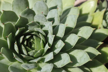 sempervivum rojnik Carmen