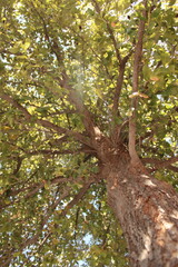Sunlight coming through a tree