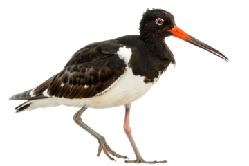 Shorebird oystercatcher isolated on transparent white background in HD