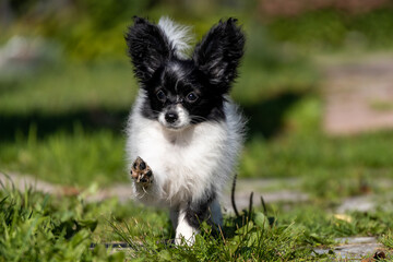 beautiful black and white Papillon Chihuahua puppy Toya Borderpup photo jumping in motion running against the backdrop of a green garden