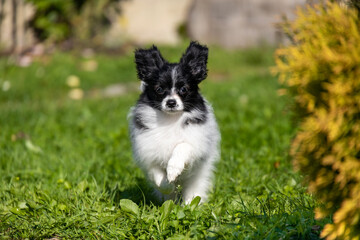 beautiful black and white Papillon Chihuahua puppy Toya Borderpup photo jumping in motion running against the backdrop of a green garden