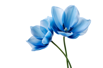Blue tulip flower blossom isolated on clear white and transparent background