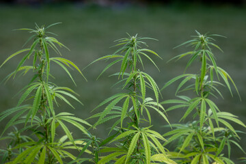 Drei Marihuanapflanzen im Wachstum vor unscharfem Hintergrund