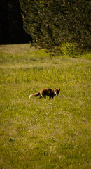 Lis na polu © Mruczke