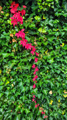 Bright red branch Virginia Creeper Parthenocissus on a green ivy leafs. Natural harmony.
