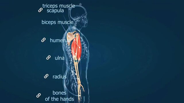 Muscles of the upper arm