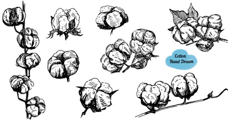 Set of hand drawn ink cotton plant branch. Vector engraving illustration. Design for postcards, posters, wedding invitation, print for t-shirts, tissue, linens.