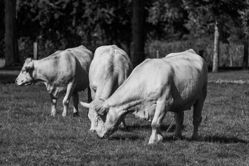 Kühe im westlichen Münsterland