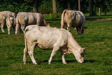 Kühe im westlichen Münsterland