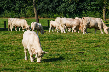 Kühe im westlichen Münsterland