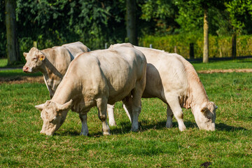 Obraz premium Kühe im westlichen Münsterland