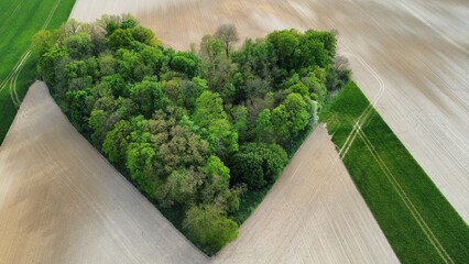 Zagajnik w kształcie serca