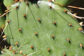 kaktus opuncja opuntia humifusa zółty