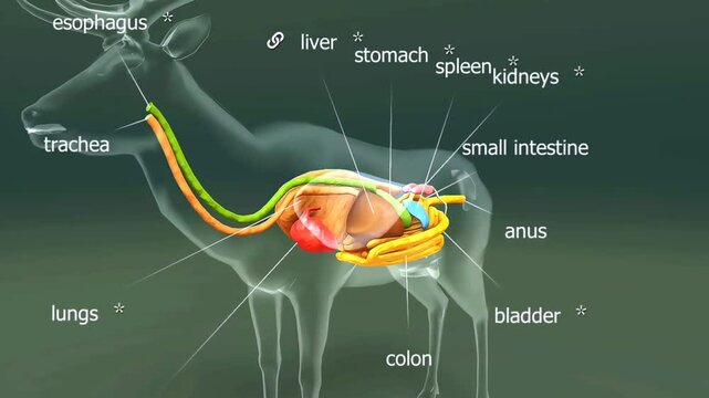 Red deer internal organs